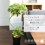 シェフレラ‘ハッピーイエロー’曲がり7号