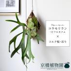 コウモリラン/ビカクシダ・ビフルカツム　コルク板付き 吊り