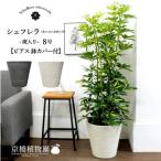 ★斑入り★ホンコンカポック8号