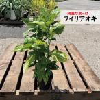 fili аукуба японская . ввод ... высота дерева 50cm передний 5 номер (15cm) pot 