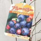 ブルーベリー苗木ティフブルー13....