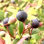 ブルーベリー苗木ビルベリー13.5...