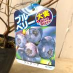 ブルーベリー 苗木 ウッダード 13.5cmポット苗 3年生苗 ラビットアイ系 ブルーベリー 苗