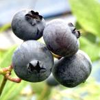 ブルーベリー苗木ミスティー13.5...