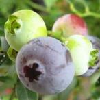 ショッピングブルーベリー ブルーベリー 苗木 サンシャインブルー 13.5cmポット苗 3年生苗 サザンハイブッシュ系 ブルーベリー 苗