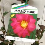 サザンカ 苗木 紅牡丹 12cmポット苗 さざんか 苗 山茶花