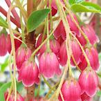 ツツジ 苗木 紅更紗どうだんつつじ 15cmプラ鉢 つつじ 苗 躑躅