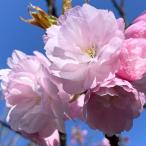 桜 苗木 八重紅虎の尾 12cmロングポ