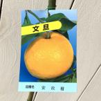 ショッピング文旦 文旦 ざぼん 苗木 安政柑 13.5cmポット苗 あんせいかん ぶんたん ブンタン ザボン 苗