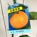 ショッピング文旦 文旦 ざぼん 苗木 土佐文旦 13.5cmポット苗 パールカン ぶんたん ブンタン ザボン 苗