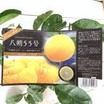 みかん苗木八朔55号15cmポット...