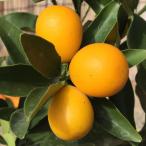 キンカン苗木寧波金柑13.5cmポ...