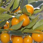 キンカン苗木ぷちまるキンカン13....