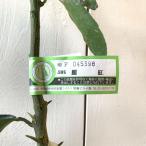 オレンジ 苗木 麗紅 (PVP) 13.5cmポット苗 れいこう オレンジ 苗 登録品種