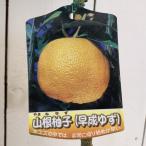 ゆず苗木山根ユズ15cmポット苗や...