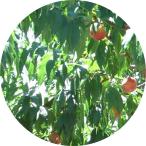 ショッピング桃 桃 苗木 さくひめ (PVP) 15cmポット苗 もも 苗 モモ 登録品種