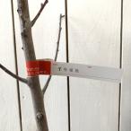 桃 苗木 千年蟠桃 13.5cmポット苗 せんねんばんとう もも 苗 モモ