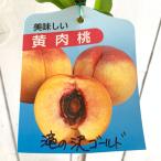 桃 苗木 滝の沢ゴールド 12cmポット苗 もも 苗 モモ