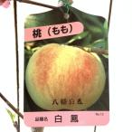 桃 苗木 八幡白鳳 12cmポット苗 やはたはくほう もも 苗 モモ