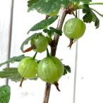 ベリー 苗木 グーズベリー 12cmポット苗 グースベリー オオスグリ 苗