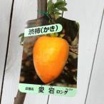 渋柿 苗木 愛宕柿 12cmロングポット苗 あたごがき 柿 カキ 苗 かき
