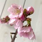 桜 苗木 大寒桜 12cmロングポット苗 おおかんざくら さくら 苗 サクラ
