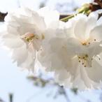 桜 苗木 大阪冬桜 12cmロングポット苗 さくら 苗 サクラ