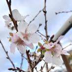 桜 苗木 三波川冬桜 12cmポット苗 さんばがわふゆざくら さくら 苗 サクラ