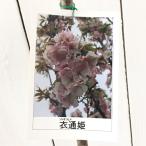 桜 苗木 衣通姫桜 12cmロングポット