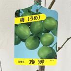 梅苗木梅郷12cmポット苗ばいごう...