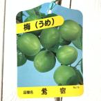 梅苗木鶯宿12cmポット苗おうしゅ...