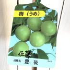 梅苗木佐藤豊後12cmポット苗さと...