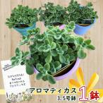 ハーブ苗 アロマティカス 3.5号 カラー鉢カバー入り 1個 ※鉢色おまかせ リラクゼーション ハーブ ガーデニング 鉢植え 苗 誕生日 贈り物