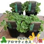 アロマティカス 3号 ポット苗 4個 セット ハーブ 多肉植物 おまかせ 園芸 ガーデニング 寄せ植え 鉢花 鉢植え 苗 ミントのような 香り