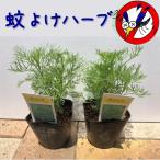 蚊よけ 防虫ハーブ アルテメシア「サザンウッド」2個セット 虫よけ 虫除け 防虫 天然 リラクゼーション リフレッシュ ハーブ 植物 寄せ植え 鉢植え 苗 香り