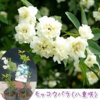 バラ苗 モッコウバラ 白色系 八重咲き 3.5号 2個セット ※開花後株（開花は来季になります） 鉢花 鉢植え 苗木 花苗 ガーデニング 贈り物