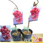 ぶどう苗木 クイーンニーナ 5号 2鉢 ブドウ 葡萄 苗木 品種 藤稔 誕生日 記念日 プレゼント 贈り物 ギフト