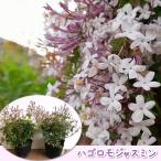 羽衣ジャスミン 3.5号苗 2個 ※開花後株(開花は来季になります) ハゴロモジャスミン 花苗 ハーブ 寄せ植え 鉢花 鉢植え 苗