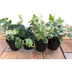 観葉植物 ヘデラ アイビー おまかせ MIX 4個セット「3号ポット（Φ9cm)」 一年中楽しめる インテリア ガーデニング 寄せ植え グランドカバー 鉢花