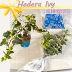 ヘデラ 品種おまかせ ジェルポリマー付き 2個セット 水耕 ミニ 観葉植物 土を使わない 水栽培 hedera アイビー 苗 園芸 インテリア リビング ※器は付属しません
