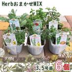  herb seedling mint seedling incidental 6 piece set 3.5 number pot (Φ10.5cm)botanikaru garden planter ..... herb popular stylish spice cooking sachet 