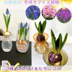 ヒヤシンス 球根 ≪おまかせ2色≫ 水栽培セット 2個 hyacinth Hydroponics 球根 水耕栽培 園芸 クリーン 土を使わない 鉢花