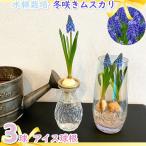 ヒヤシンス 球根 ≪おまかせ4色≫ 水栽培セット 4個 hyacinth Hydroponics 球根 水耕栽培 園芸 クリーン 土を使わない 鉢花