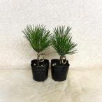  сосна Тунберга винт .3 номер рассада 2 шт. комплект день . холод .. сильный сосна бонсай Япония старый . дерево рассада дверь вне . можно наслаждаться 