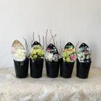 ノリウツギ ピラミッドあじさい 3号苗 品種おまかせMIX2個セット 開花期間が長く７月〜９月まで楽しめる ※11月〜3月まで落葉しています (2)