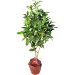 [ растение ]... 1 шт. . просо местного производства высота дерева примерно 50cm домашний алтарь .. три .. передний ... O-Bon домашний алтарь .......si Kimi type bi. цветок ( 1 шт. )