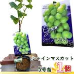シャインマスカット 苗木 5号(Φ15cm)1鉢 皮ごと食べられる 果実 ベテラン生産者さんが心を込めて育てた 苗(11月〜3月まで落葉しています)