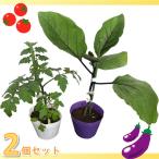  контактный дерево овощи большой рассада nas[.. нет тысяч обе номер 2 ]1 шт мини помидоры [ маленький колокольчик SP]1 шт всего 2 шт. комплект 4 номер pot (Φ12cm) огород сад посадочная машина популярный 