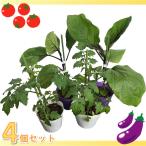  контактный дерево овощи большой рассада nas[.. нет тысяч обе номер 2 ]2 шт мини помидоры [ маленький колокольчик SP]2 шт всего 4 шт. комплект 4 номер pot (Φ12cm) огород сад посадочная машина популярный 