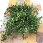  мюленбекия случайный 4 pot комплект декоративное растение теплота холод .. сильный ( Kanto . запад ) садоводство садоводство .... почвопокровные растения растение в горшке саженец лист рассада день рождения подарок 